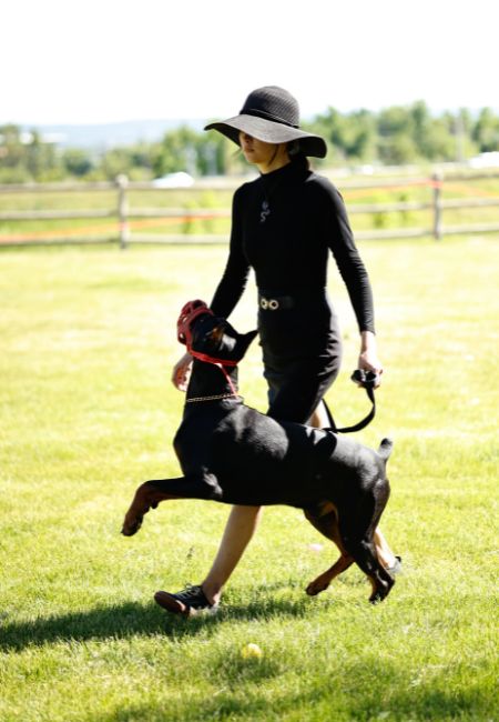 About Traction K9 Kennels image